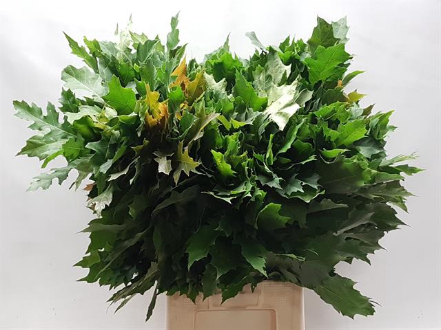 <h4>Quercus Rubra Christianen</h4>