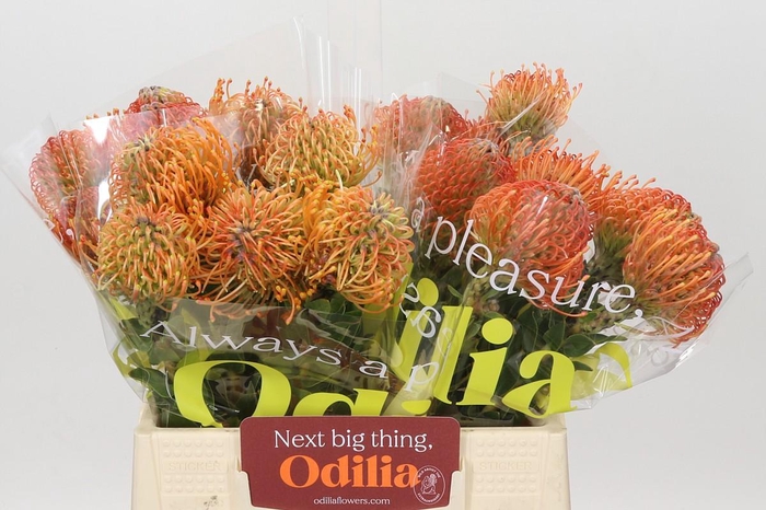 Nutans Ayoba Mandarin Zest