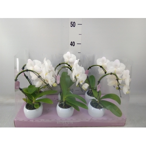 Phalaenopsis   ...white