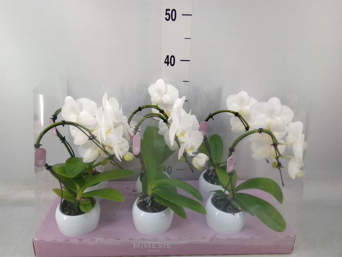 <h4>Phalaenopsis   ...white</h4>