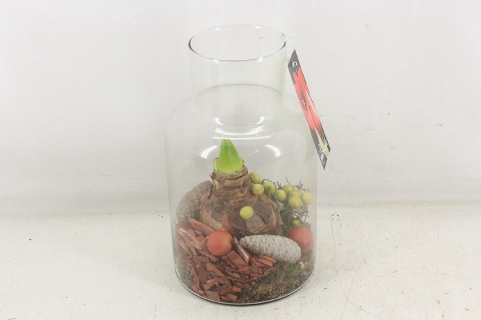 <h4>arr4 Amaryllis MB - Glas milano 338/6 RED</h4>