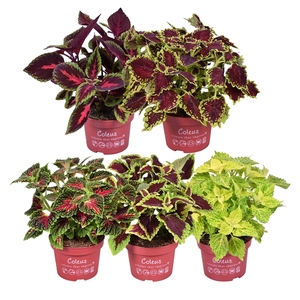 Coleus Main street mixkar