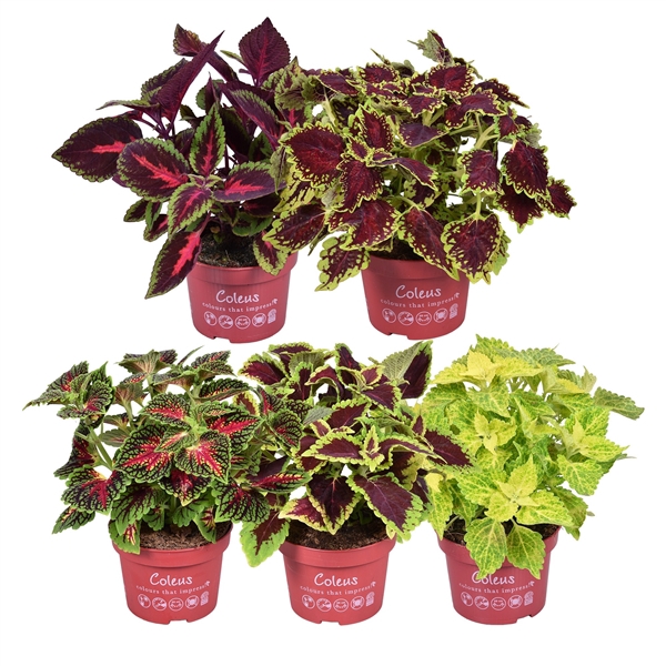 <h4>Coleus Main street mixkar</h4>