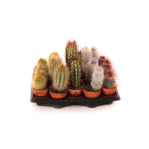 Cactus mix 3,5 cm
