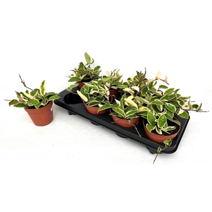 HOYA C KRIMSON QUEEN