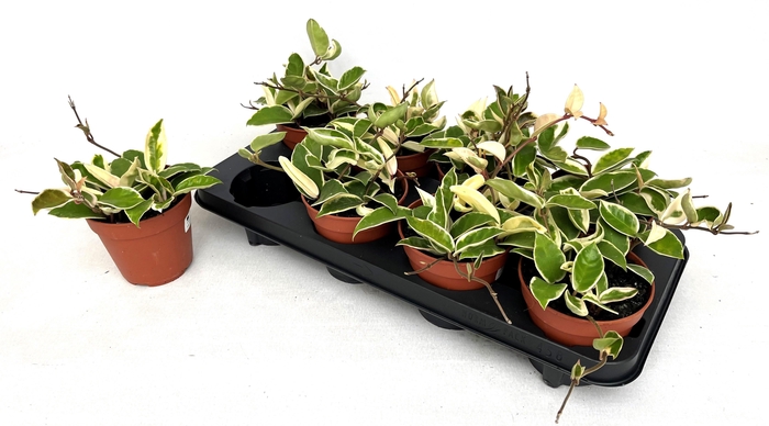 <h4>HOYA C KRIMSON QUEEN</h4>