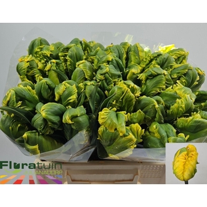 TU PA J V NES PARROT