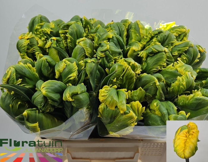 <h4>TU PA J V NES PARROT</h4>