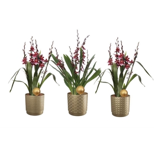 Sarah p12 gold mix Cambria Barrocco Red 5-6T45+ regular