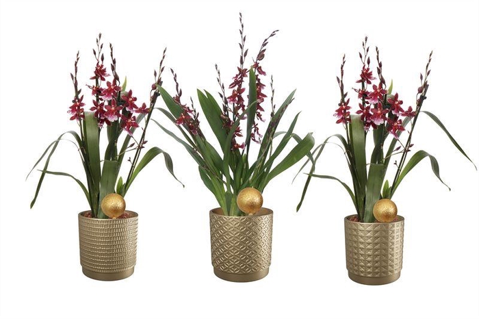 <h4>Sarah p12 gold mix Cambria Barrocco Red 5-6T45+ regular</h4>