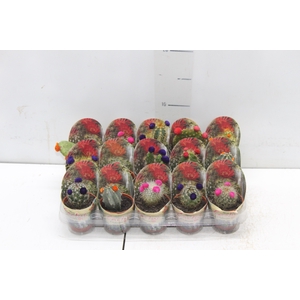 CACTUS MINI P06 FLORES ARTIFICIAL/DESIDRATADO