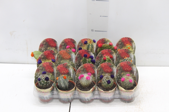 <h4>CACTUS MINI P06 FLORES ARTIFICIAL/DESIDRATADO</h4>