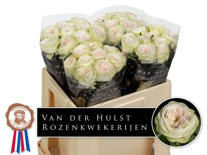 <h4>R Gr Bal Dream Summerhouse Hulst</h4>