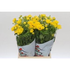 Ranunculus Butterfly Phytalos