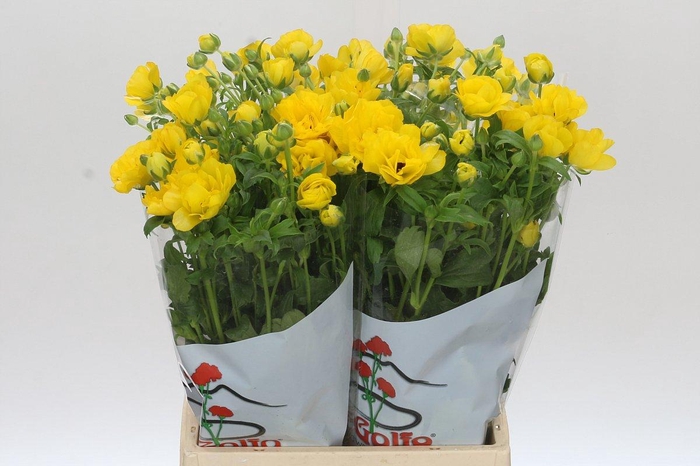 <h4>Ranunculus Butterfly Phytalos</h4>