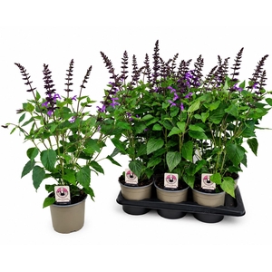 SALVIA OV