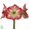 Hippeastrum Mega Star