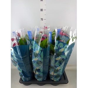 Anthurium andr. 'Pure Purple'