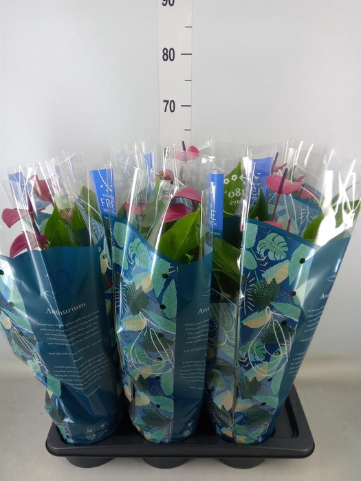 <h4>Anthurium andr. 'Pure Purple'</h4>