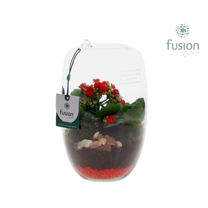 Green Bottle Love, Isabella Small met Kalancho D15