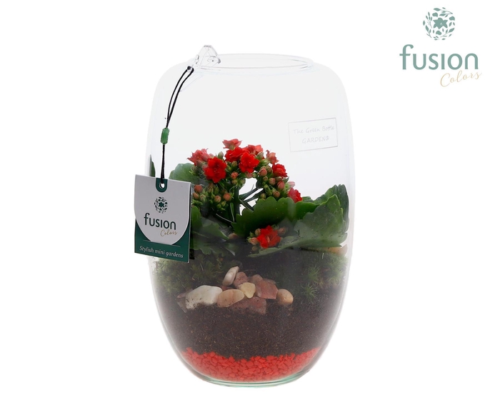 <h4>Green Bottle Love, Isabella Small met Kalancho D15</h4>