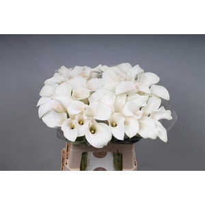 Zantedeschia captain ventura pink glow