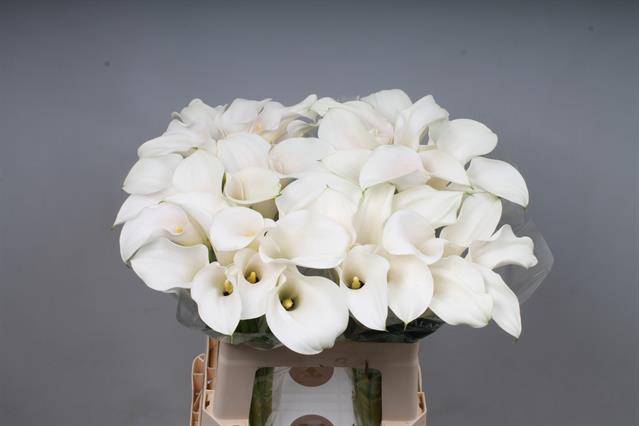 <h4>Zantedeschia captain ventura pink glow</h4>