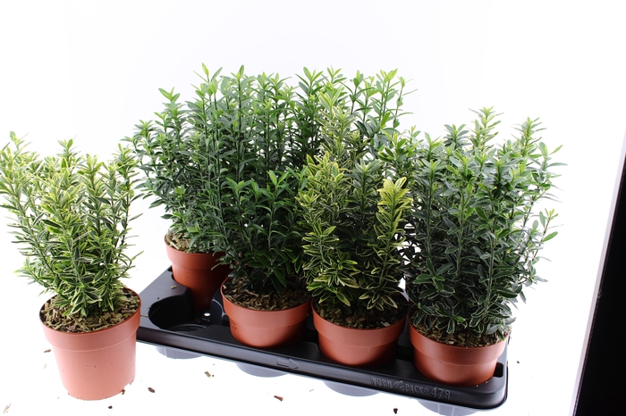 <h4>EUONYMUS JAP GEM</h4>