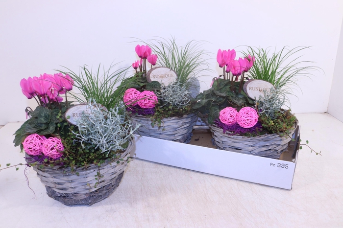 <h4>ARR TUINPLANTEN</h4>