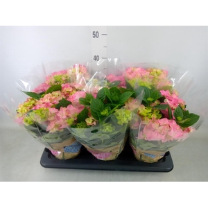 Hydrangea mac. 'Early Rosa'