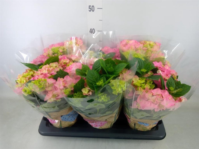 <h4>Hydrangea mac. 'Early Rosa'</h4>