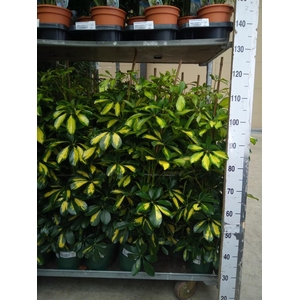 Schefflera arbor. 'Dalton'