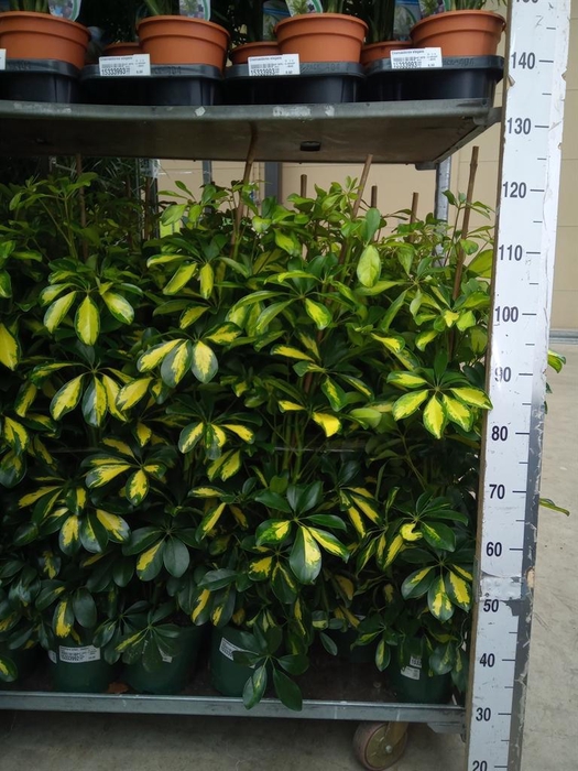<h4>Schefflera arbor. 'Dalton'</h4>