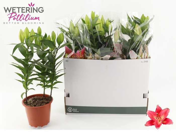 <h4>LIL OR SUNNY CAMINO</h4>