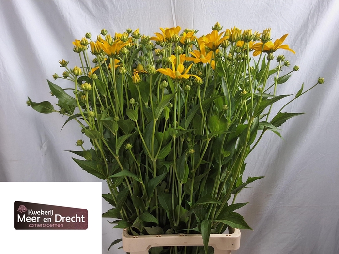 <h4>RUDBECKIA NITIDA</h4>