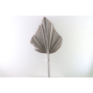 Dried Palm Spear W Wash Xl W45 P Stem