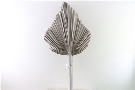 <h4>Dried Palm Spear W Wash Xl W45 P Stem</h4>