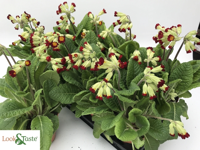 <h4>PRIM VER CABRILLO</h4>