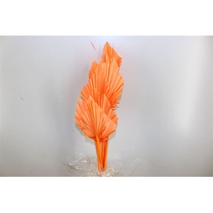 Dried Palm Spear 10pc Salmon Bunch