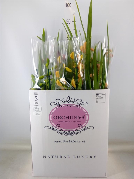 <h4>Cymbidium   ...mix</h4>