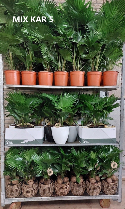 <h4>Livistona mixkar 5</h4>