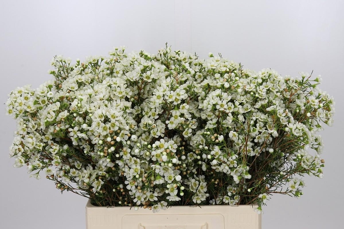 <h4>Chamelaucium Ivory Pearl</h4>