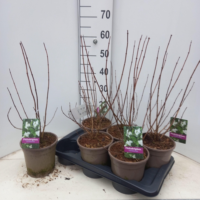 <h4>PHILA CORONARIUS</h4>