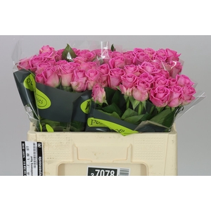 Rosa Gr Aqua