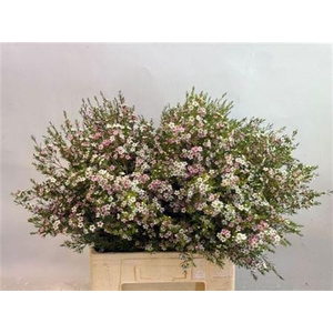 Chame Un My Sweet 16