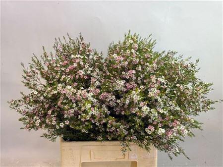 <h4>Chame Un My Sweet 16</h4>