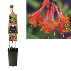 Lonicera 'Dropmore Scarlet' +3.0 label