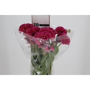 CELOSIA ROSE CHIEF 070 CM ROSA