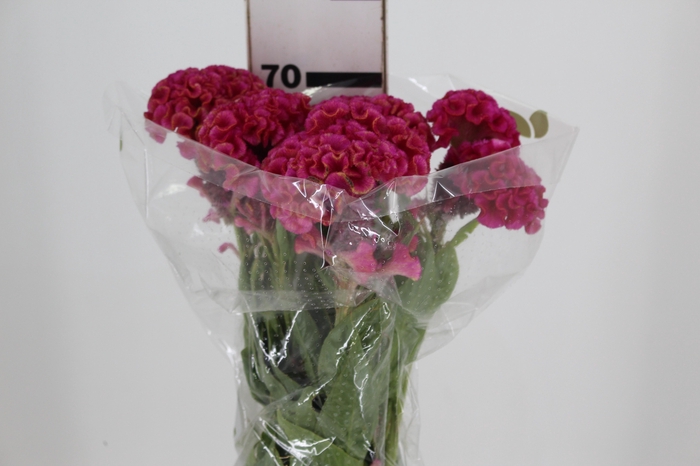 <h4>CELOSIA ROSE CHIEF 070 CM ROSA</h4>