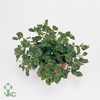 Persicaria capitatum